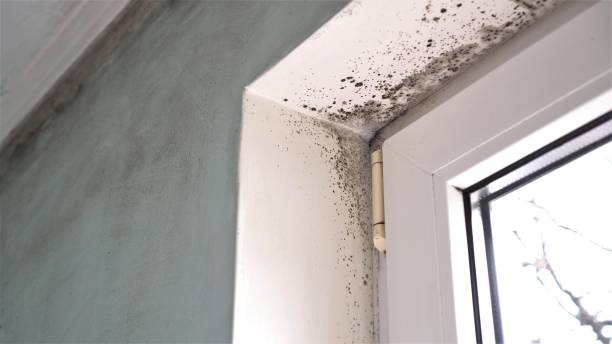 Best Commercial Mold Removal  in Marietta, OH