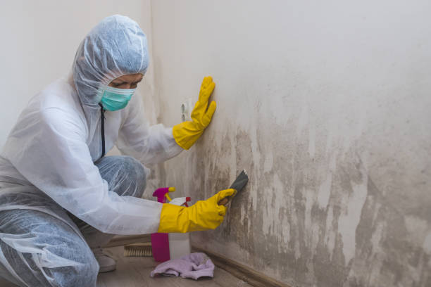 Best Certified Mold Removal  in Marietta, OH