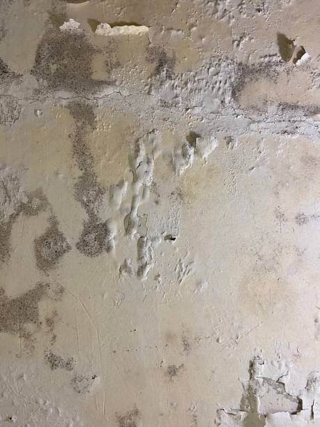 Best Mold Damage Repair  in Marietta, OH