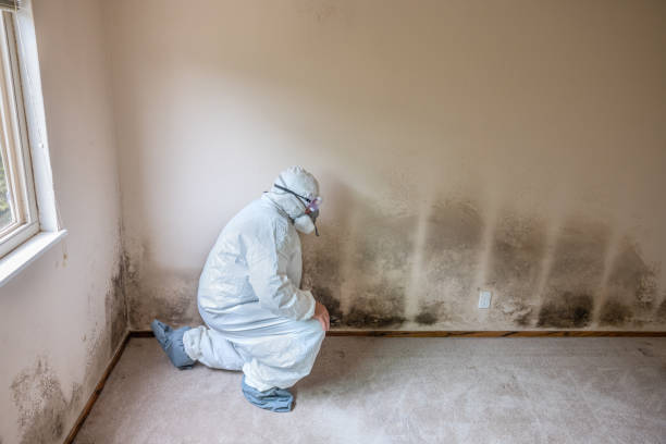 Best Black Mold Removal  in Marietta, OH