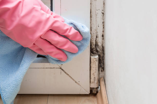 Marietta, OH Mold Removal Company